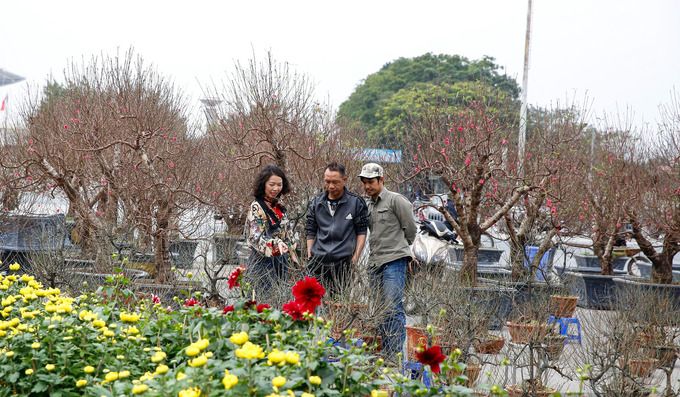 Đào rừng ùn ùn xuống phố, giá hàng chục triệu đồng