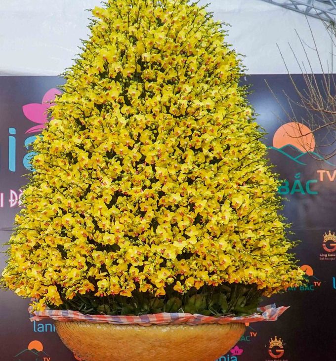 Chiêm ngưỡng chậu lan hồ điệp khổng lồ trị giá hơn 1 tỷ đồng tại Hà Nội