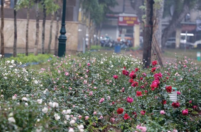 Ngắm hơn 10.000 cây hoa hồng thay rào sắt tại công viên Thống Nhất