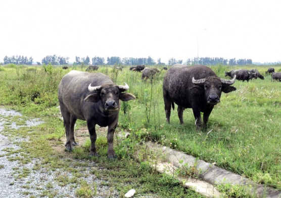 Cảnh ruộng hoang và chăn nuôi trâu bò trong New City Phố Nối