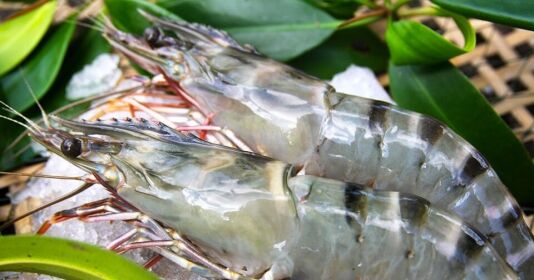 “Vua tôm Minh Phú báo lãi cao kỷ lục