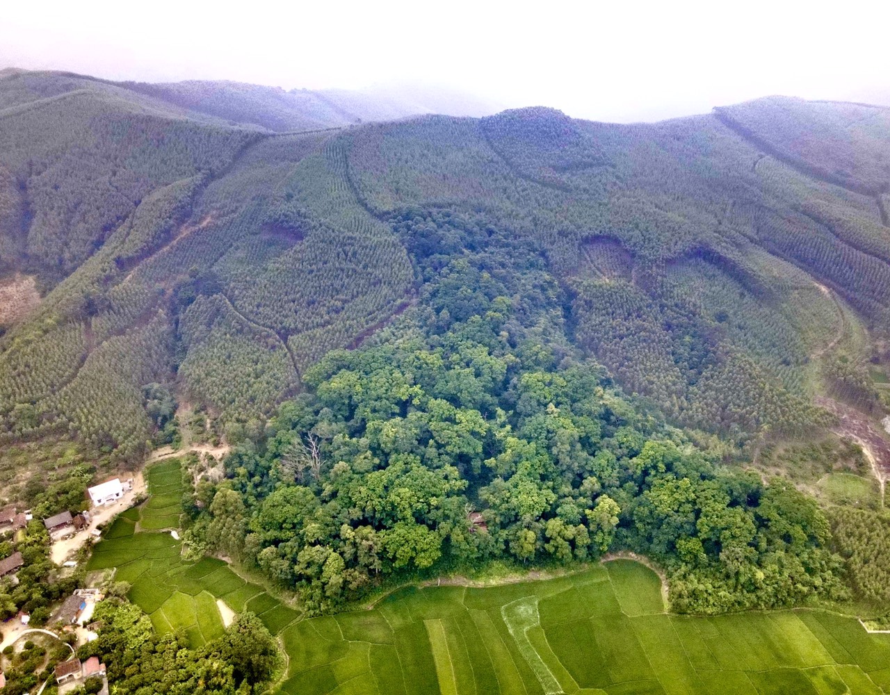 Bắc Giang: Chuyển mục đích sử dụng 65,87 ha rừng để thực hiện 12 dự án