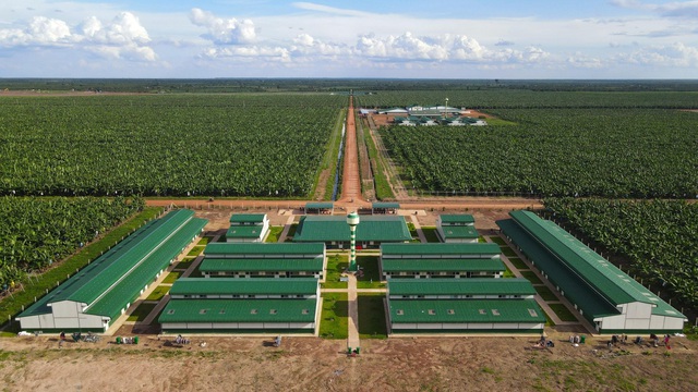 Thaco Agri báo lãi sụt giảm, nợ vay tăng vọt