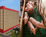 Hà Nội giao loạt Sở ngành nghiên cứu đề xuất xây khu chung cư cao tầng rộng 220ha nuôi lợn của BAF Việt Nam