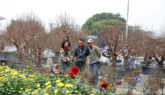 Đào rừng ùn ùn xuống phố, giá hàng chục triệu đồng