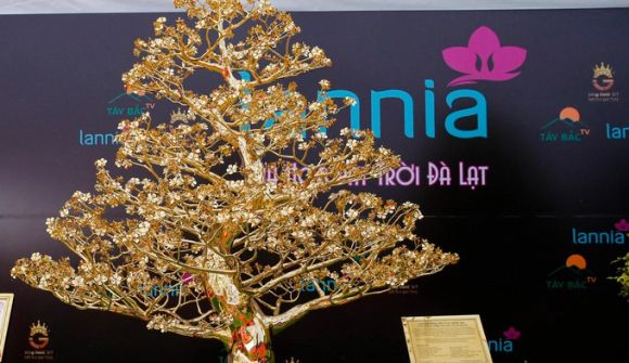 Choáng với cây mai mạ vàng 24k lớn nhất Việt Nam được chào bán 5,5 tỷ đồng tại Hà Nội