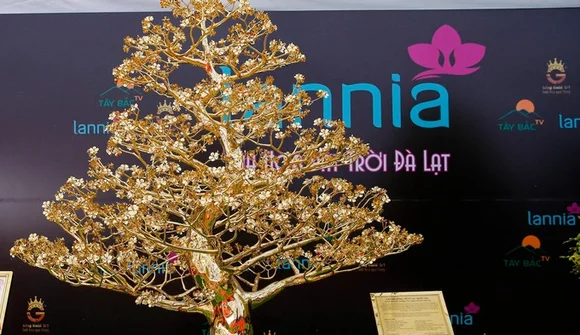 Choáng với cây mai mạ vàng 24k lớn nhất Việt Nam được chào bán 5,5 tỷ đồng tại Hà Nội