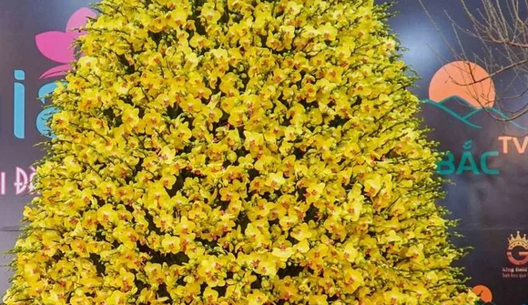 Chiêm ngưỡng chậu lan hồ điệp khổng lồ trị giá hơn 1 tỷ đồng tại Hà Nội