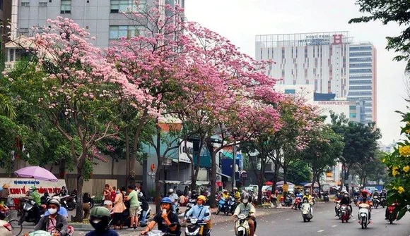 Hoa kèn hồng nở sớm, đẹp ‘đốn tim’ người đi đường