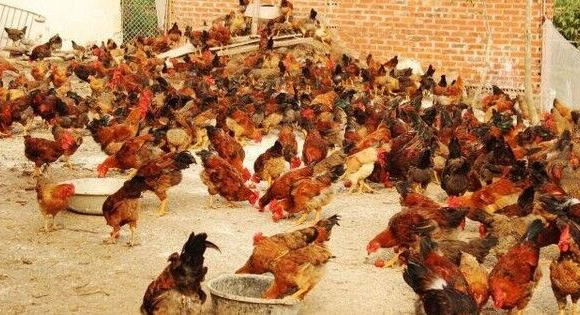 Nghịch cảnh: Khi nhà băng đi bán gà, thanh lý quần áo cũ...