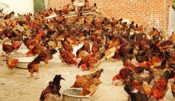 Nghịch cảnh: Khi nhà băng đi bán gà, thanh lý quần áo cũ...