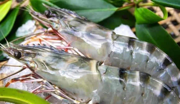 “Vua tôm Minh Phú báo lãi cao kỷ lục