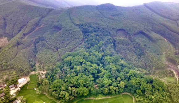 Bắc Giang: Chuyển mục đích sử dụng 65,87 ha rừng để thực hiện 12 dự án