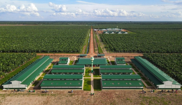 Thaco Agri báo lãi sụt giảm, nợ vay tăng vọt