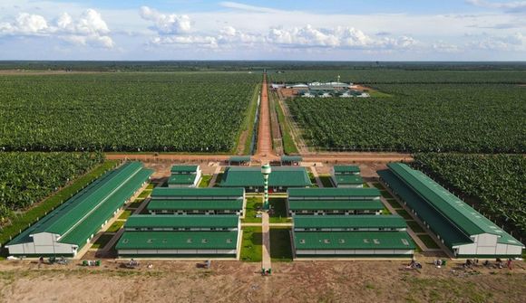 Thaco Agri báo lãi sụt giảm, nợ vay tăng vọt