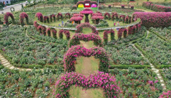 Vô vàn trải nghiệm hấp dẫn tại Lễ hội Hoa hồng lớn nhất Tây Bắc dịp lễ 30/4 và 1/5