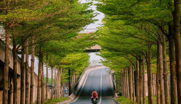 Nghệ An báo cáo kết quả rà soát các dự án liên quan đến Công ty Cây xanh Công Minh