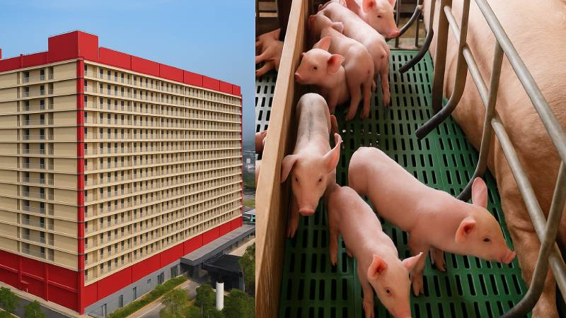 Hà Nội giao loạt Sở ngành nghiên cứu đề xuất xây khu chung cư cao tầng rộng 220ha nuôi lợn của BAF Việt Nam
