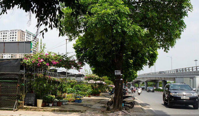 Tuy nhiên, đến nay, 2 lô đất nằm ở ngã tư đường Cổ Linh và Thạch Bàn mọc lên rất nhiều cửa hàng kinh doanh từ ăn uống cho đến bãi gửi xe, chậu cây hoa cảnh.