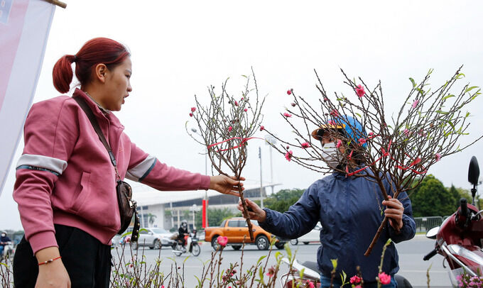 Bên cạnh các loại đào từ vùng cao, nhiều cành đào kích cỡ nhỏ được trồng tại Nhật Tân cũng được người dân Thủ đô mua để cắm lên các ban thờ.