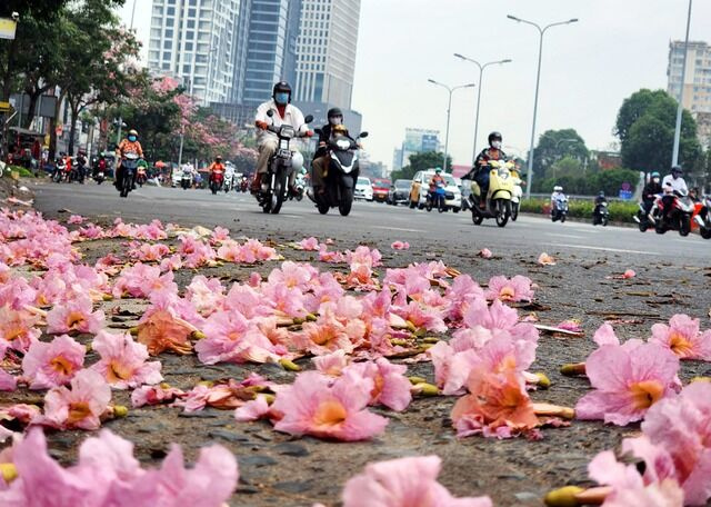 Hoa kèn hồng nở sớm, đẹp ‘đốn tim’ người đi đường - Ảnh 7.