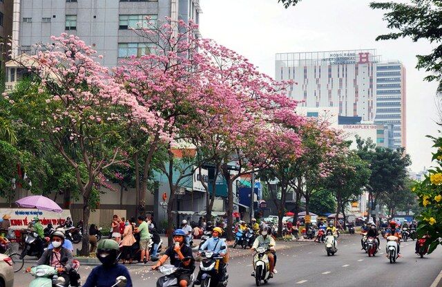 Hoa kèn hồng nở sớm, đẹp ‘đốn tim’ người đi đường - Ảnh 1.