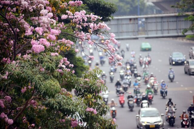 Hoa kèn hồng nở sớm, đẹp ‘đốn tim’ người đi đường - Ảnh 3.