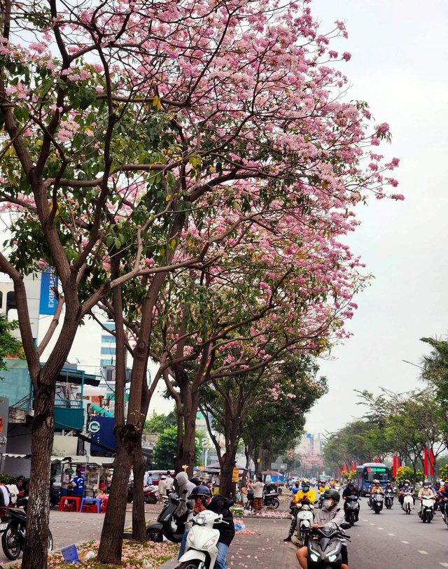 Hoa kèn hồng nở sớm, đẹp ‘đốn tim’ người đi đường - Ảnh 6.